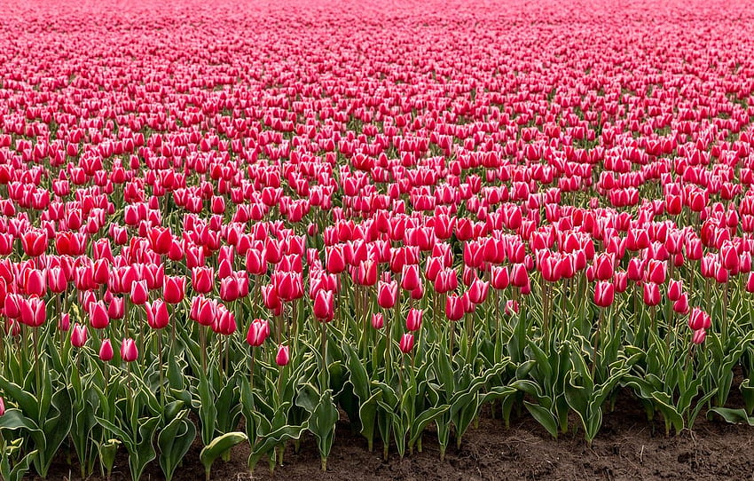 campo, fiori, primavera, tulipani, rosa, boccioli, molto, Olanda, piantagione, Tulipano per , sezione цветы Sfondo HD