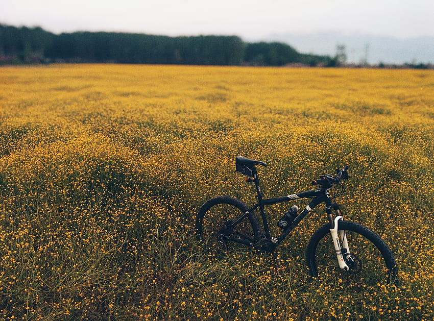 natureza, flores, grama, campo, bicicleta, prado papel de parede HD