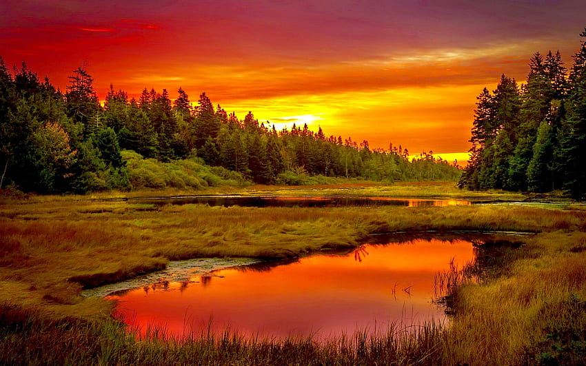 夕日、自然、森、池 高画質の壁紙