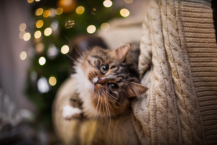 :), craciun, pisici, lights, christmas, face, cute, cat, pet HD wallpaper