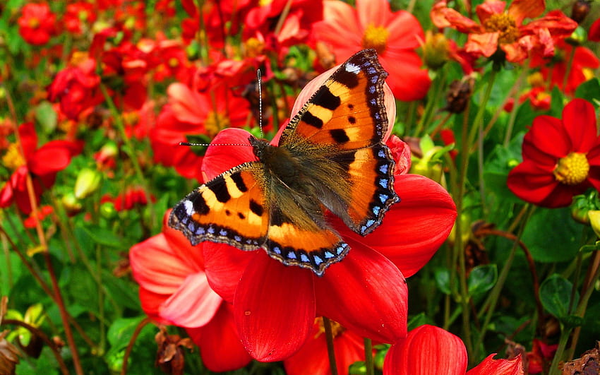 Kupu-kupu Nymphalidae, manis, mengagumkan, taman, cantik, cantik, bagus, taman, daun, kupu-kupu, cantik, bidang, merah, alam, bunga, menakjubkan, indah Wallpaper HD
