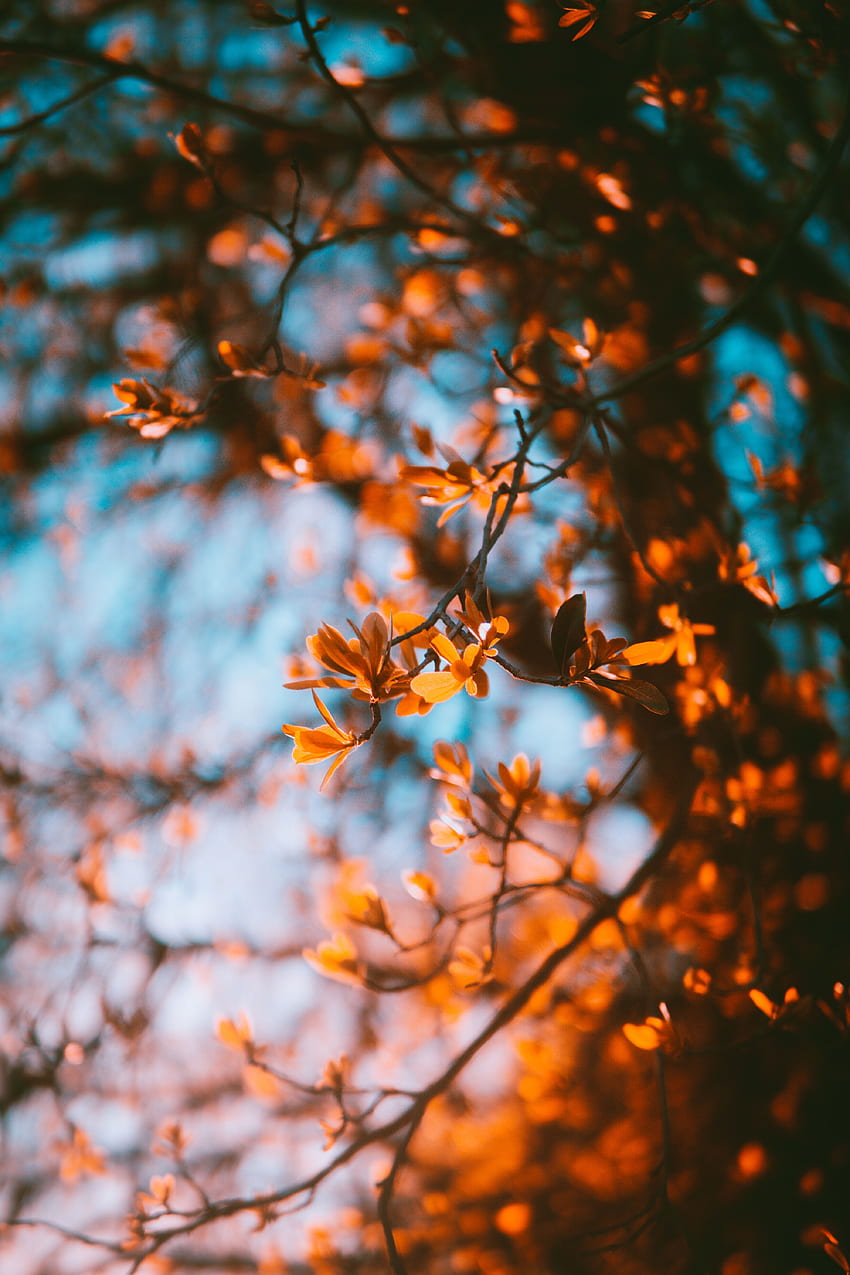 Natura, autunno, foglie, sfocatura, liscio, rami Sfondo del telefono HD