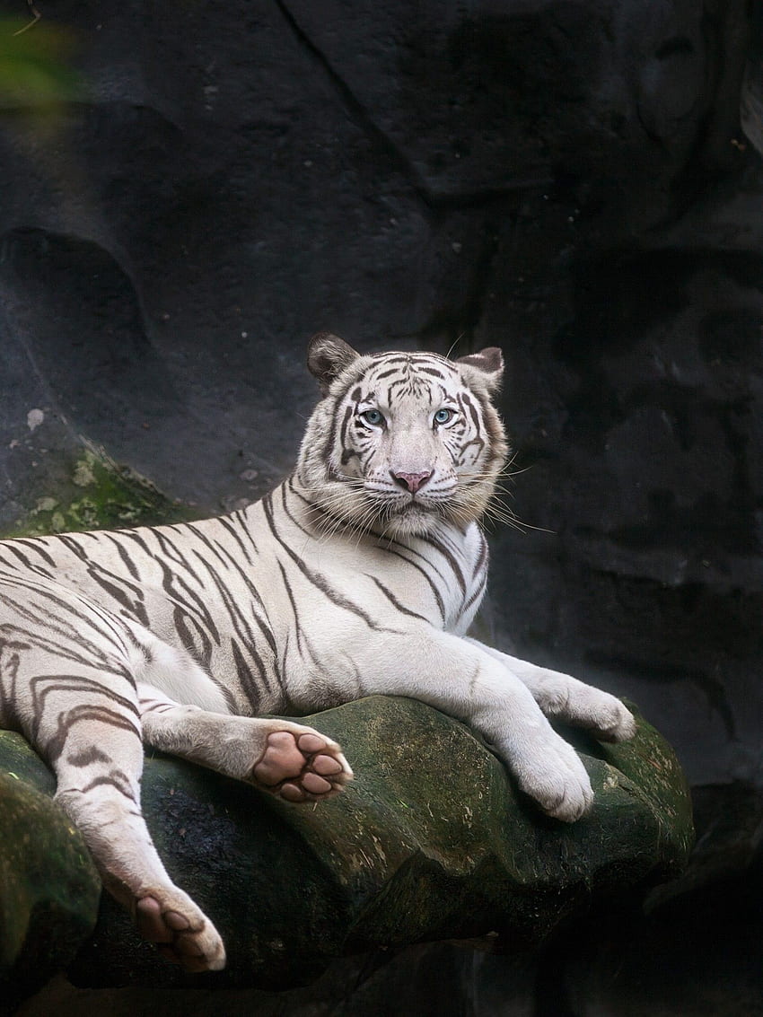 Với báo trắng Bengal, bạn có thể thấy được sự dữ dằn và sự tinh tế của loài động vật này. Hình ảnh tuyệt đẹp này là một bức tranh sống động về một loài động vật đầy sức mạnh và tính cách độc đáo.