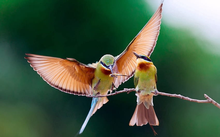 Animals, Birds, Couple, Pair, Branch, Wings, Wave, Sweep HD wallpaper