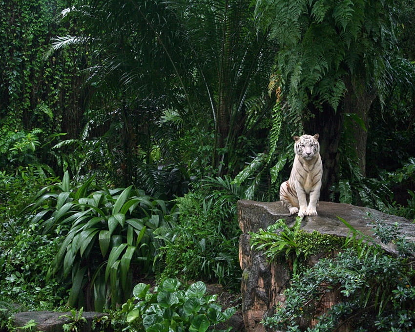 In the Jungle, green, trees, jungle, white tiger, forest HD wallpaper
