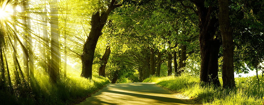 Green Nature Dual Monitor . nature and landscape, Spring Dual Screen HD wallpaper