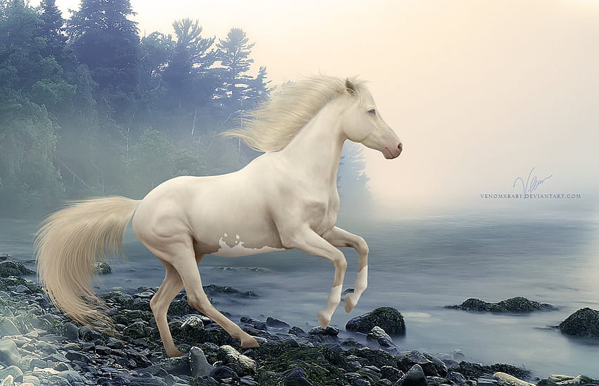 JERETH THE WWHITE STALLION, Tier, weiß, Hengst, Pferde HD-Hintergrundbild