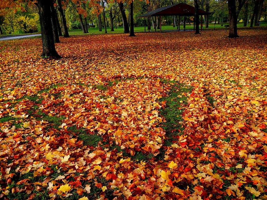 Autumn love cozy fall HD phone wallpaper  Peakpx