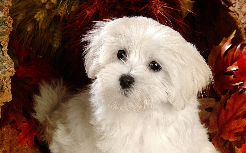 푹신한 말티즈 강아지 - 흰색, 몰타 강아지 HD 월페이퍼
