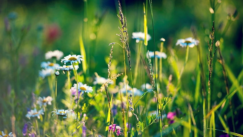 Flowers, Grass, Camomile, Macro, Field HD wallpaper