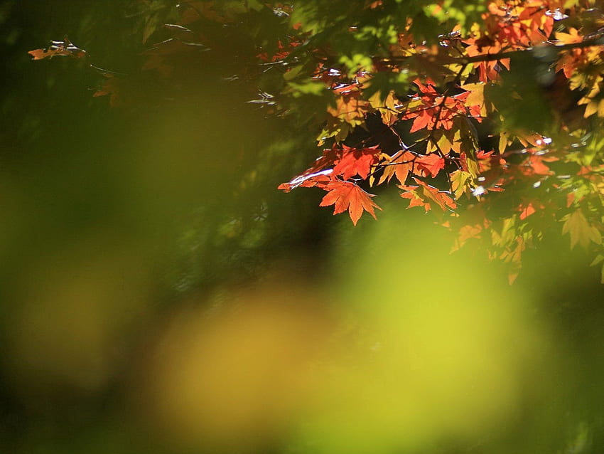 Nature, Leaves, Branch, Dry, Maple HD wallpaper