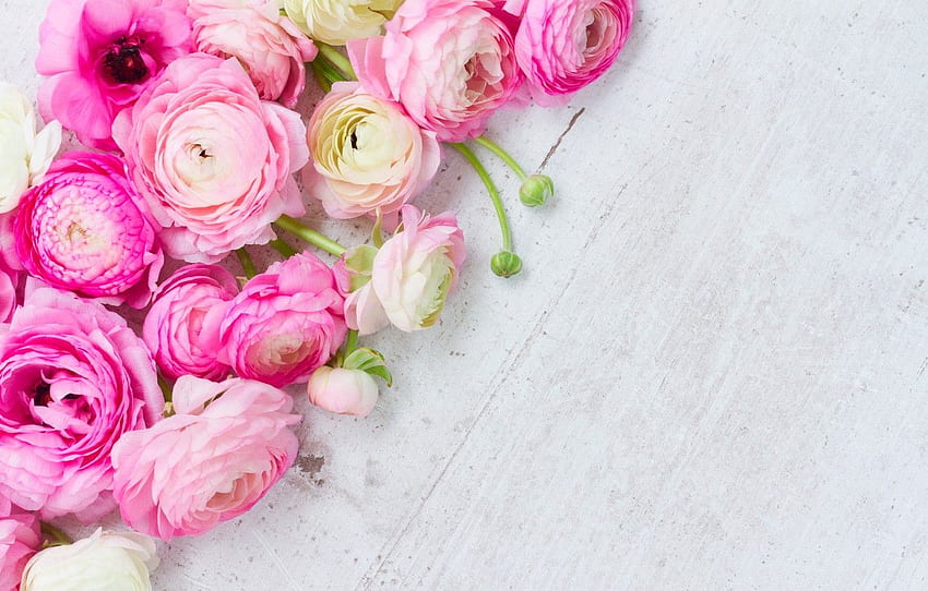 pink, pink flowers, flowers, beautiful, buttercups, Ranunculus HD wallpaper