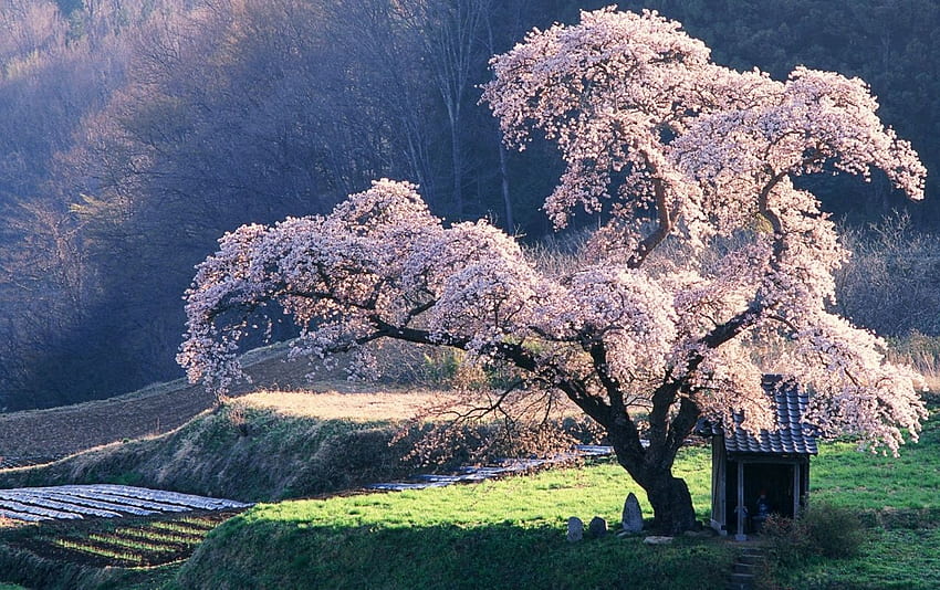 Blossoming Tree . Blossoming Tree stock, Japanese Countryside HD wallpaper