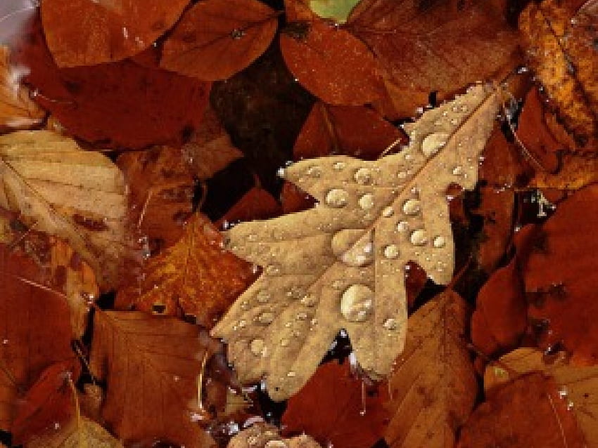 Oak Leaf, leaf, oak, droplets HD wallpaper