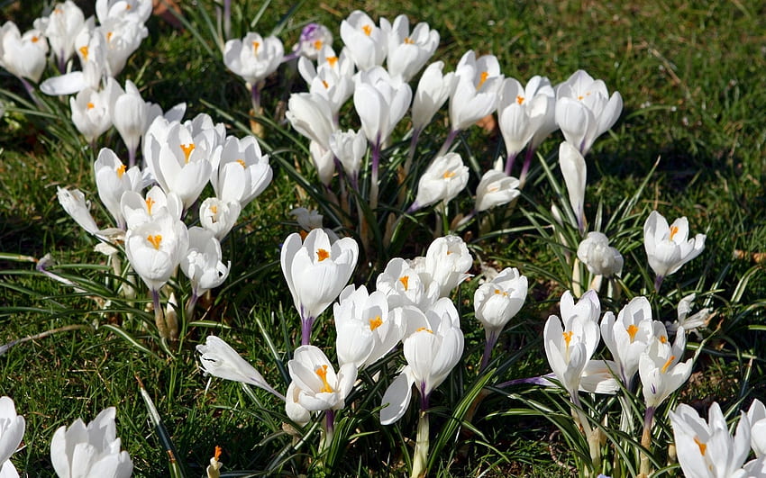 Weiße Krokusse, weiß, Natur, Blumen, Krokusse HD-Hintergrundbild