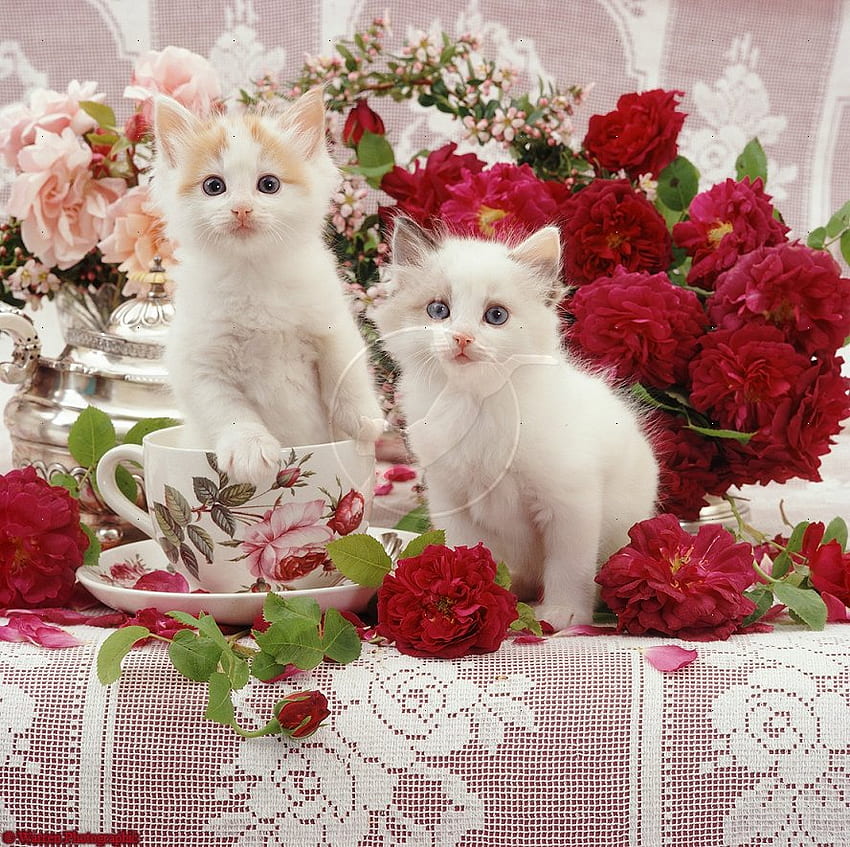 gatinhos entre flores, branco, rosas, vermelho, flores, gatinhos papel de parede HD