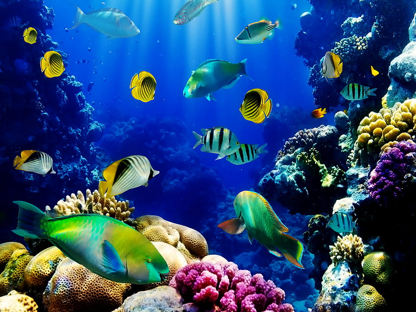Aquarienfische, schwimmende Fische HD-Hintergrundbild