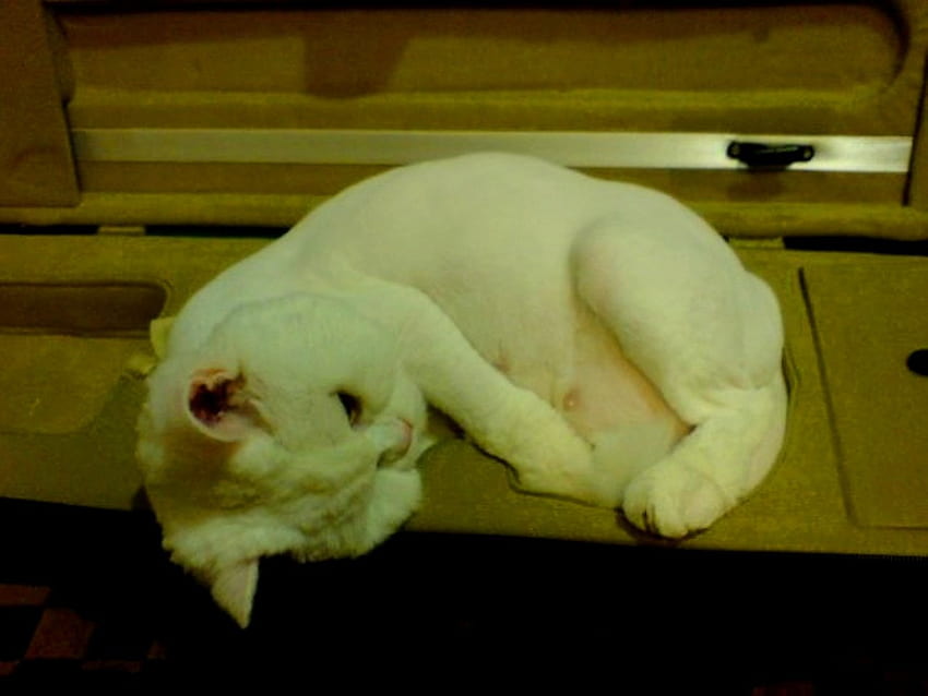 Kotak biola Tempat tidur nyaman yang bagus, kotak biola, lucu, kucing, tidur nyenyak Wallpaper HD