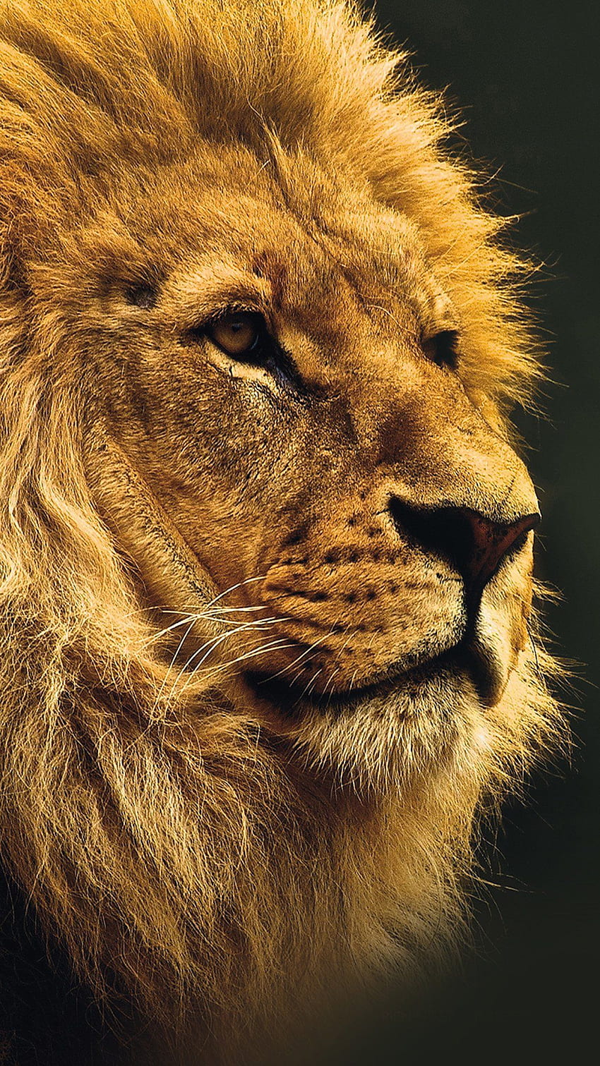 National Geographic Nature สัตว์ สิงโต สีเหลือง Android วอลล์เปเปอร์โทรศัพท์ HD