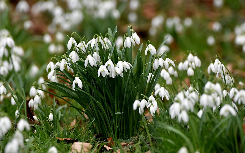 Snowdrops สีขาว ดอกไม้ สีเขียว ฤดูใบไม้ผลิ giocei วอลล์เปเปอร์ HD