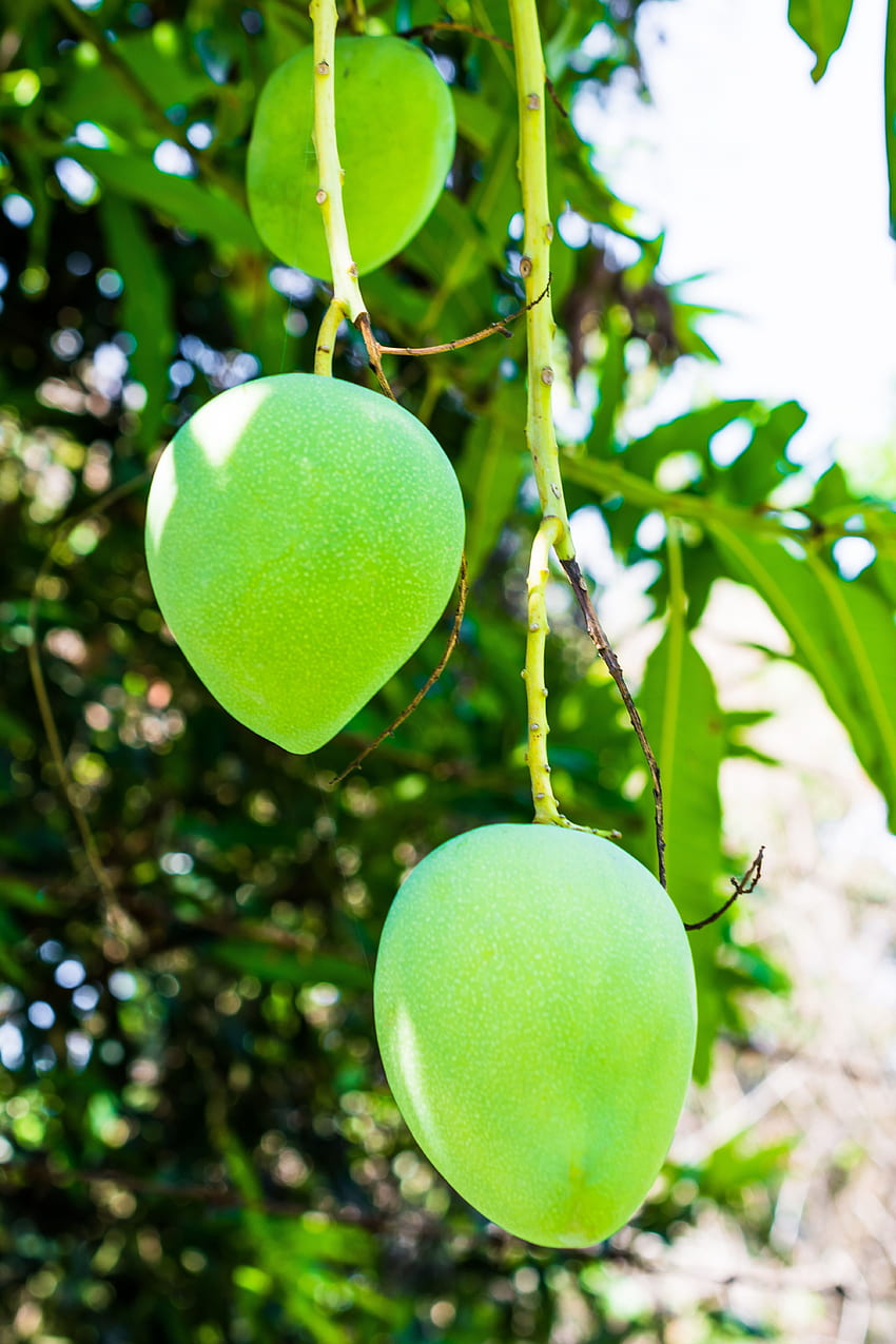 mangos verdes, mango de frutas fondo de pantalla del teléfono