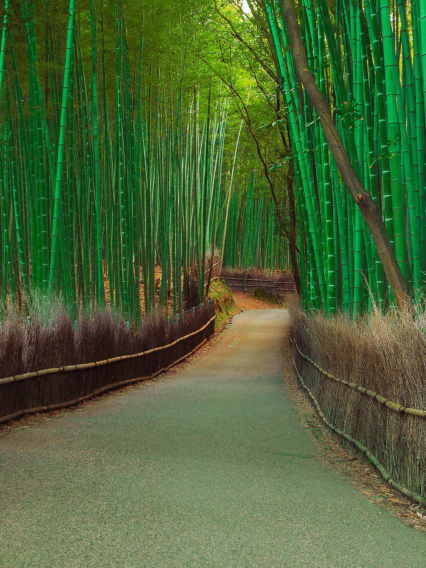 Thickets, bamboo, pathway Resolution , Nature , , and Background HD