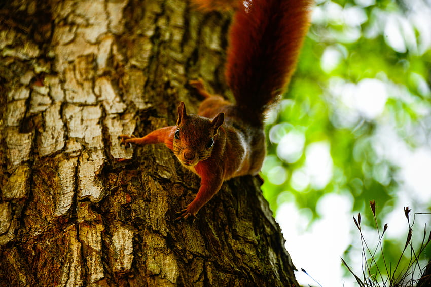 Animals, Squirrel, Wood, Tree, Bark, Climb, Trunk HD wallpaper
