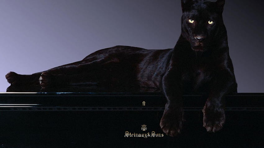 Animal Cool Black Panther HD wallpaper | Pxfuel