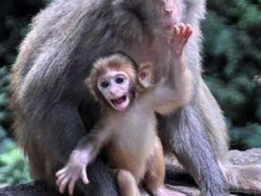 Cute Baby Spider Monkeys 10754 in Animals - ci. Rainforest animals, Monkey , Animals HD wallpaper