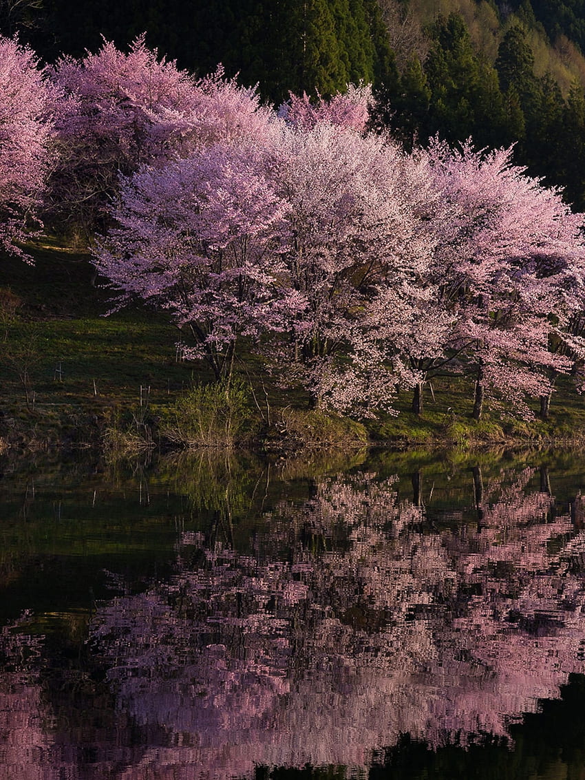 Schöne Kirschblüten, Kirschblütenzeichnung HD-Handy-Hintergrundbild