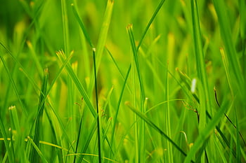 Grass, Macro, Moss HD phone wallpaper | Pxfuel
