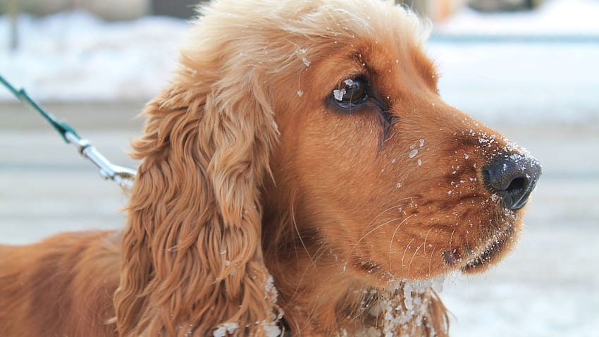 English Cocker Spaniel in snow and [] for your , Mobile & Tablet. Explore Cocker Spaniel . Cocker Spaniel , Cocker Spaniel HD wallpaper