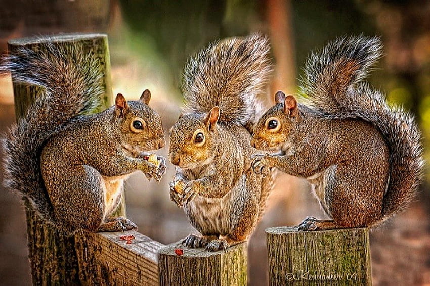Squirrels., animal, eating, rodent, tail, food, squirrel HD wallpaper