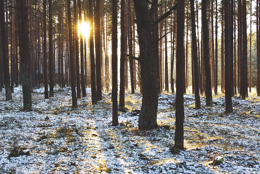 Winter, Nature, Trees, Sunset, Sun, Rays, Beams, Forest HD wallpaper
