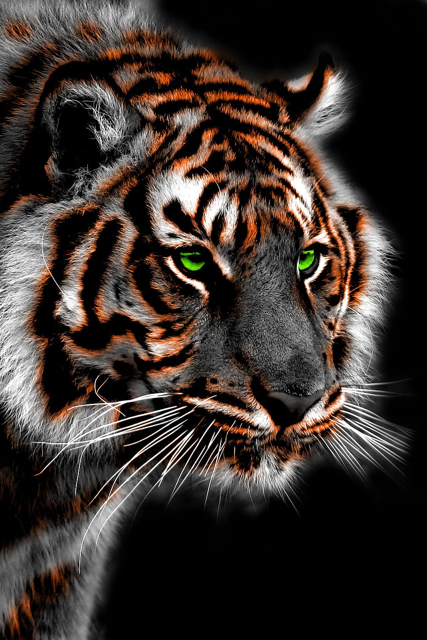 Royal bengal tiger HD wallpapers | Pxfuel
