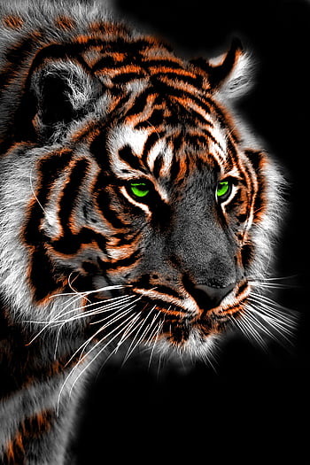 Bengal Tiger 2K wallpaper download