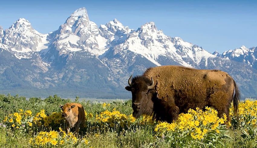 Buffaloes in Yellowstone NP, national park, landscape, nature, flowers, mountains HD wallpaper
