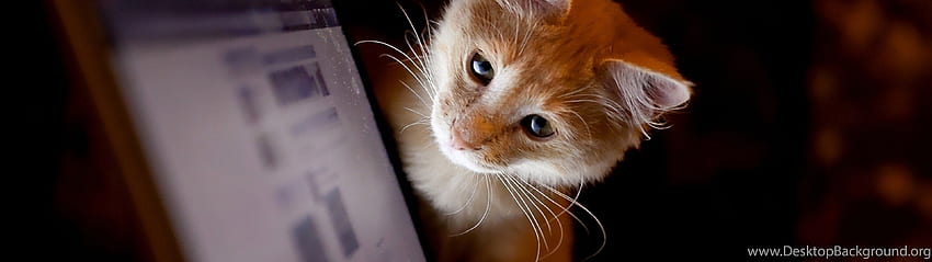 : Cat, Curiosity, Computer, Pet, Animal Background, 3840x1080 Cat HD wallpaper
