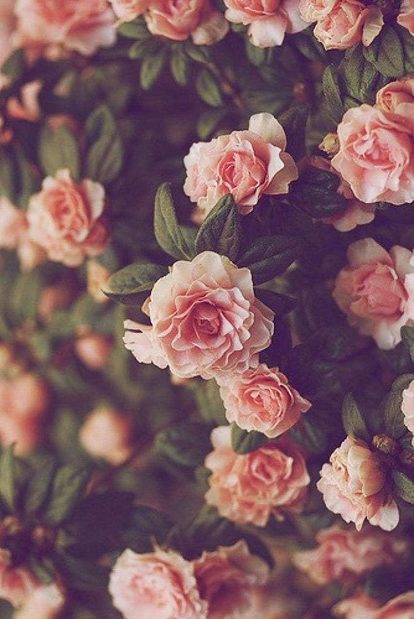 IPhone . Garden roses, Flower, Pink, Rose, Petal, Rose HD phone ...