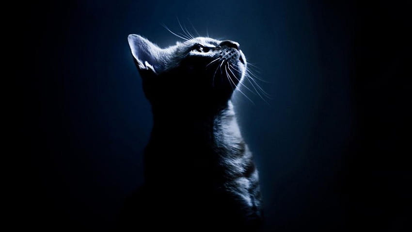 Котешки фон, черна котка HD тапет