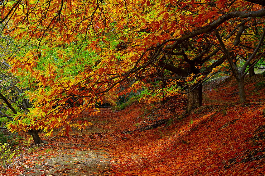 ธรรมชาติ ต้นไม้ ฤดูใบไม้ร่วง ป่า ใบไม้ วอลล์เปเปอร์ HD