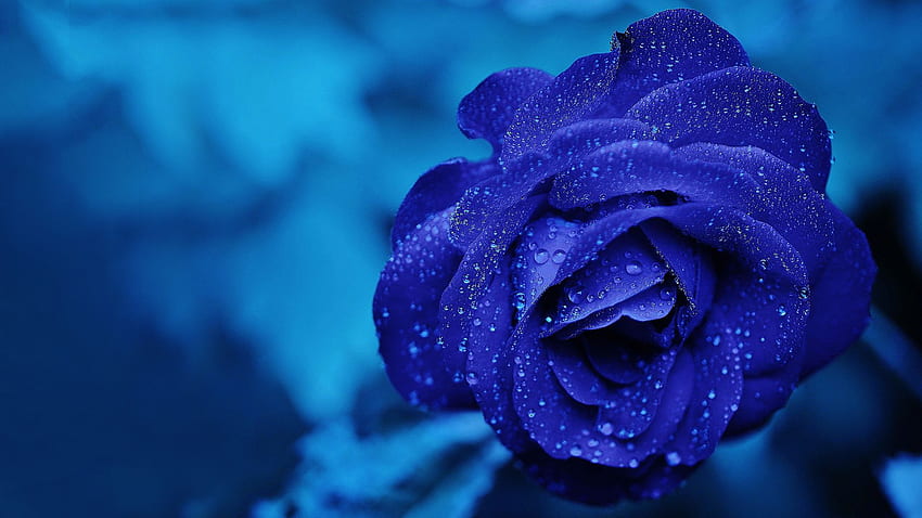 Blue Rose Laptop Background, Blue and Red HD wallpaper