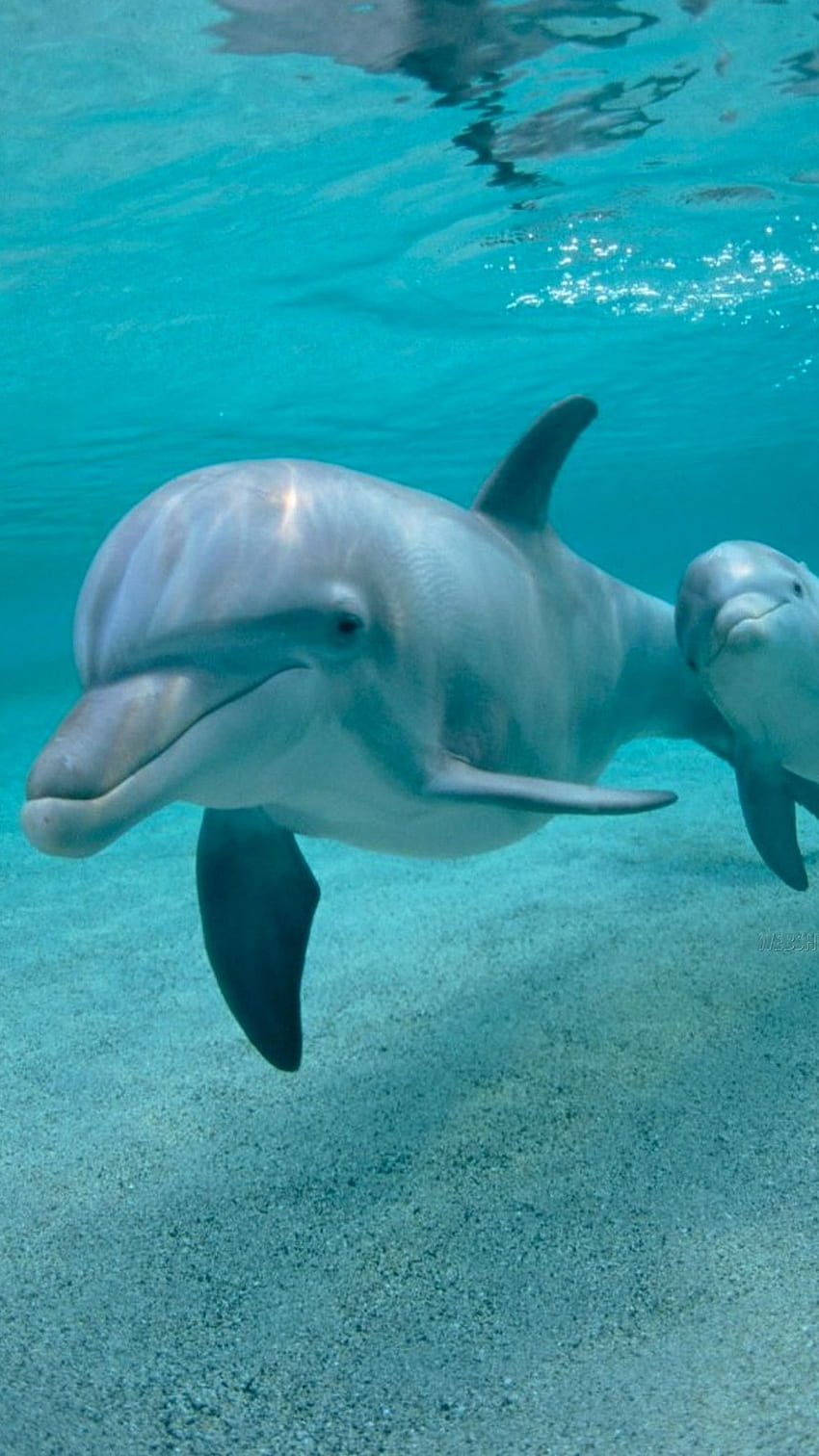 Delfin, śliczny Tapeta na telefon HD