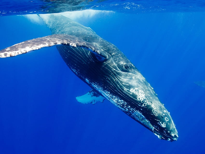 PLONGÉE BALEINE À BOSSE, baleine, mammifère, baleine à bosse, sous l'eau, plongée, océan Fond d'écran HD
