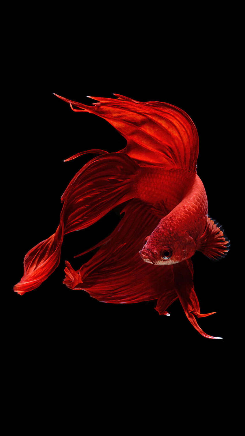 Pesce rosso, pesce iPhone Sfondo del telefono HD