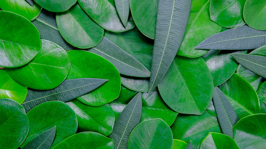 green leaves, close up, arranged, collection, , background, 10863 HD wallpaper
