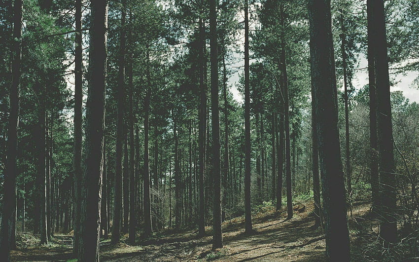 Aesthetic Forest , Cumputer Forest Aesthetic HD wallpaper | Pxfuel