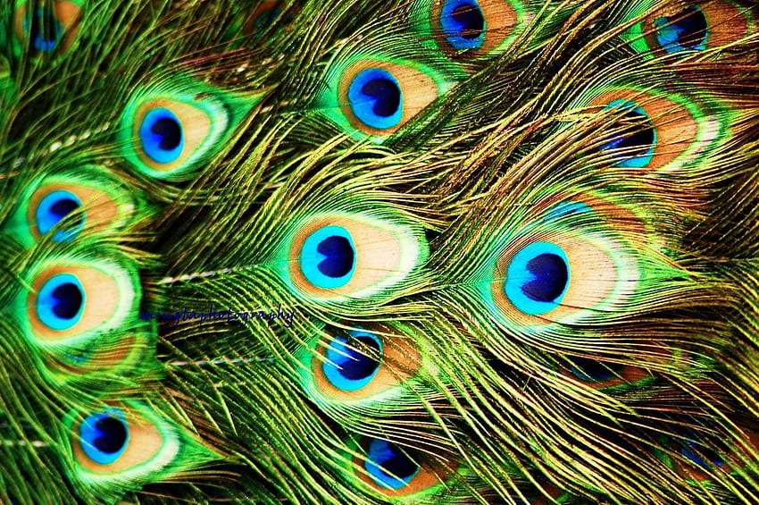 Peacock Feathers , Colorful Feather HD wallpaper | Pxfuel