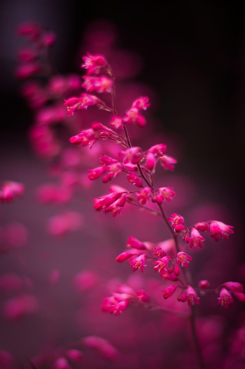 Lijana Tagmannによるピンク/ 500px。 ピンクの背景、ピンクの、花の背景、マゼンタのバラ HD電話の壁紙