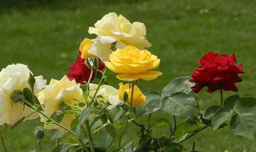 Roses, white, yellow, red, colors, flowers HD wallpaper